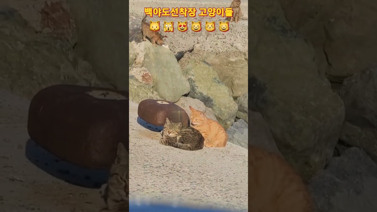 #shorts #백야도 #백야선착장 #고양이 #낭만고양이 #cat #cats