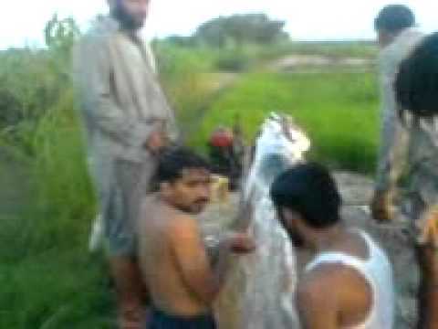 abcdefghijklmnopqrstuvwxyz funny video azeem wasim