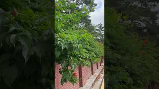 능소화 꽃 #능소화 #꽃 #덕성여대 #nature