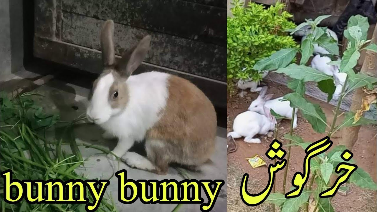 Rabbits Farming | Rabbit Business in Pakistan | Rabbit Farming in ...