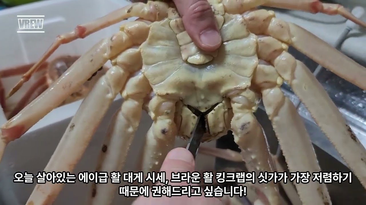 오늘 단하루! 킹크랩과 러시아대게를 가장 저렴하게 먹을 수 있는 기회입니다! 지금 시세가 가장 저렴합니다