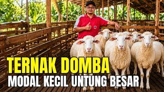 Successful Sheep Farming in a Simple Backyard, Small Farms, Big Profits
