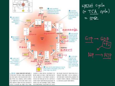 고급 생물학 - 시트르산회로