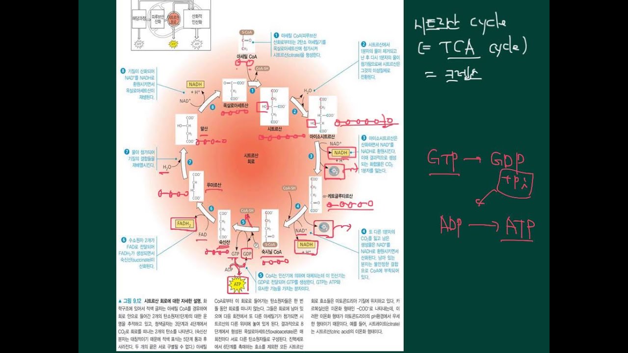 68. 고급 생물학 - 시트르산회로