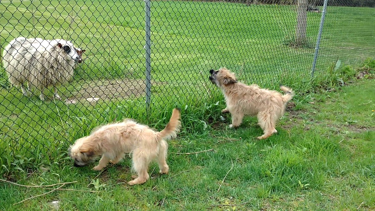 Barking Pyr Shep puppies