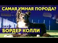 Обзор породы Бордер-колли | Что нужно знать | Особенности | Самая умная порода в мире?