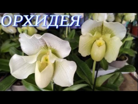 №324/ Свежие, СОРТОВЫЕ