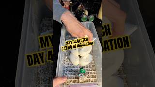 Our Mystic clutch will be hatching soon! #molinarosnakelab #snakebreeding #shorts #ballpython #eggs