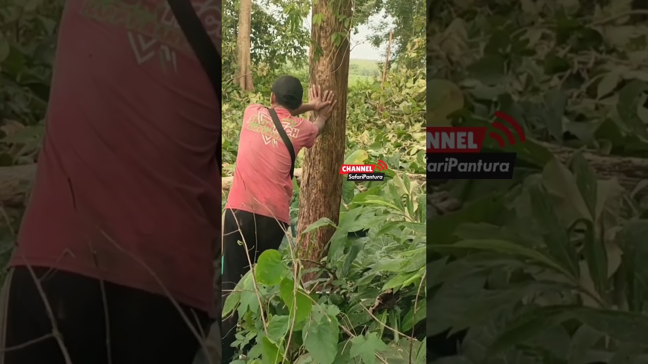 tebang Reboisasi pohon jati sustainable forest (1) 