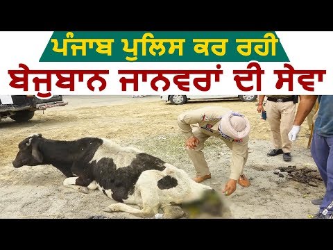 Punjab Police कर रही बेजुबान जानवरों की सेवा