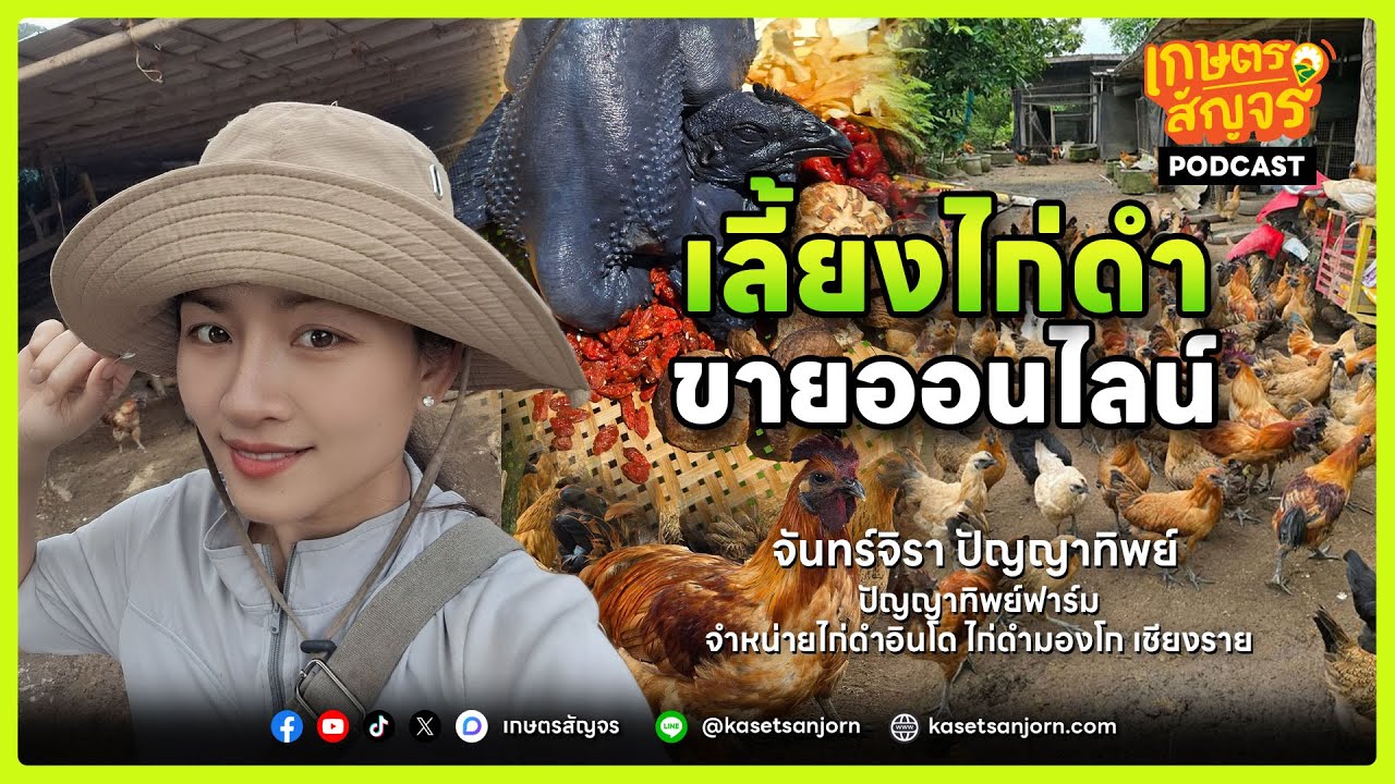 เลี้ยงไก่ดำขายออนไลน์ สร้างรายได้จากฟาร์มที่บ้าน | เกษตรสัญจร Podcast