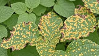 Soybean rust disease (Phakopsora pachyrhizi) | Fungal Diseases