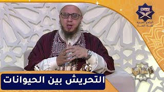 فاسألوا: النهي عن التحريش بين الحيوانات