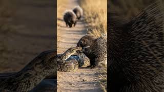 Will the snake successfully catch the elusive frog #animals #snake #nature