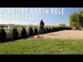 Finally Planting the North Pole Arborvitaes // Garden Answer