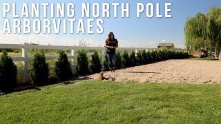 Finally Planting the North Pole Arborvitaes // Garden Answer