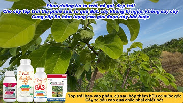 Vlog Na Thái vụ đầu: Phun đẹp và nở trái điều chống lép cho Na. Thúc Bo hàm lượng cao cho nở điều.