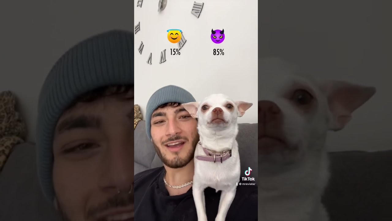 Chihuahuas Are Such A Surprising Breed 