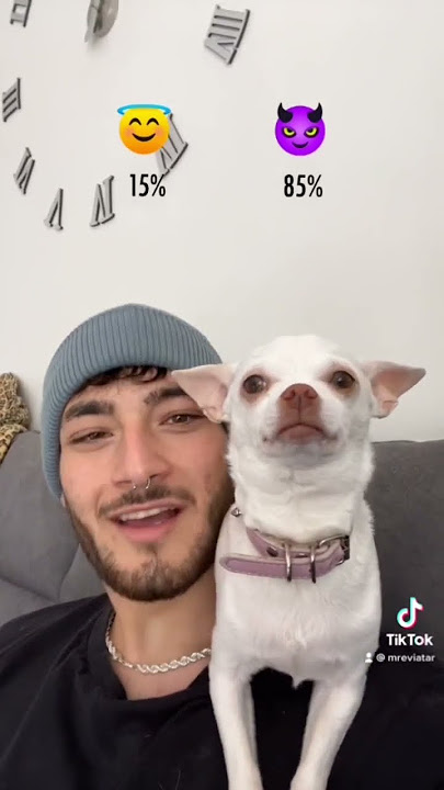 Chihuahuas are such a surprising breed😂