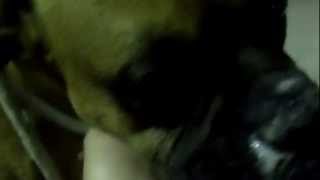 Boxer Angels Rescue Apollo looking for a foster or forever home
