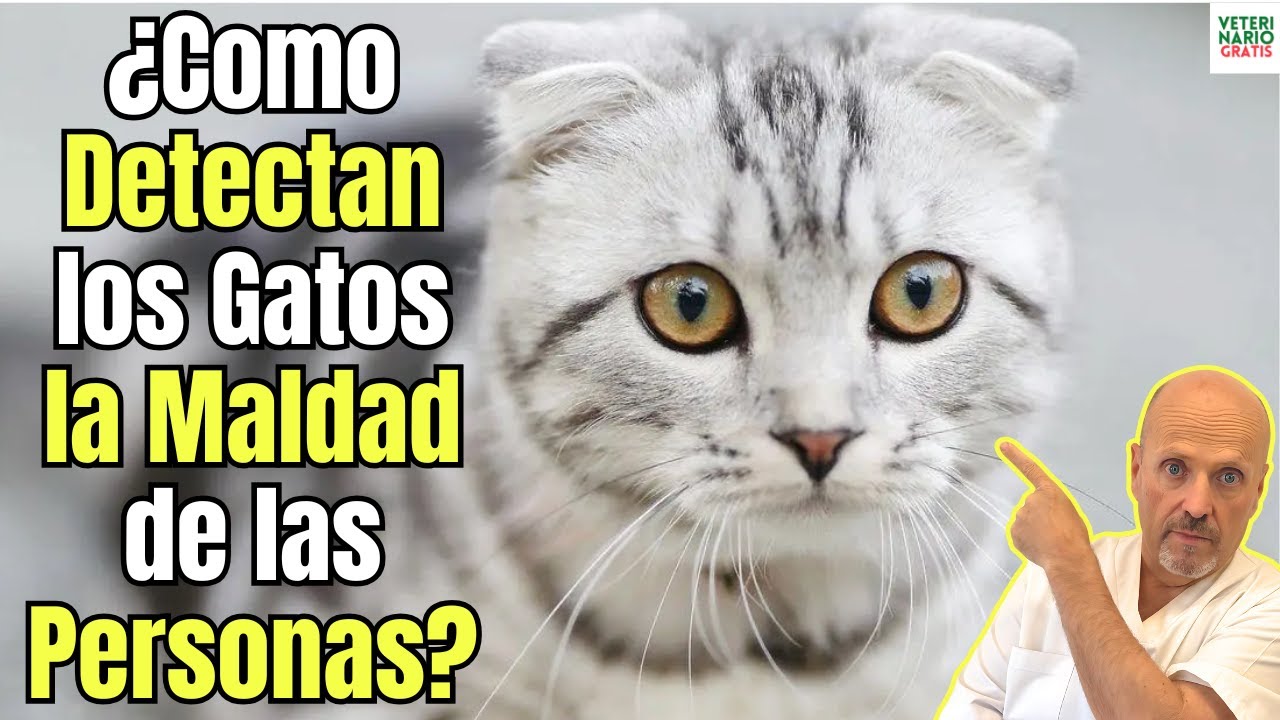 😱 ¿COMO DETECTAN LOS GATOS LA MALDAD DE LAS PERSONAS? 😱, image size:1280x720