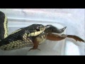 Garter Snake Eats Frog