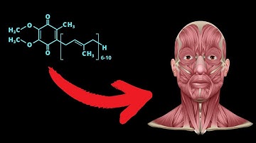 What happens when you start taking CoQ10 every day?