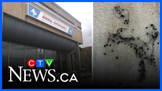 N.S. clinic removes dozens of ticks from dog