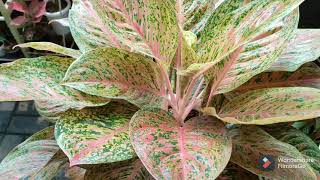 Review Aglaonema Striptease Jumbo