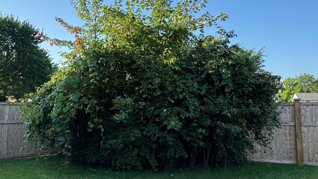 Honeysuckle and Vine Removal in Northeast Indianapolis: A Small Backyard Cleanup With a Dramatic Transformation