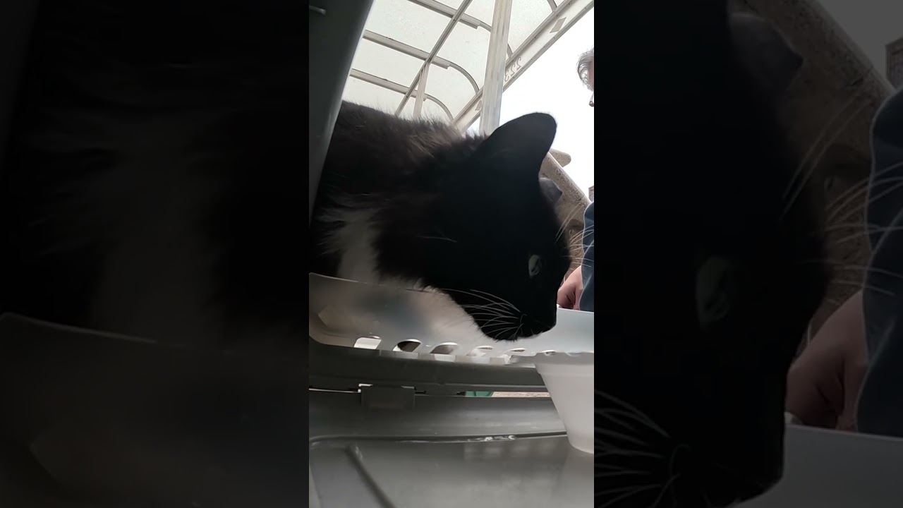 Community cat joins indoor life