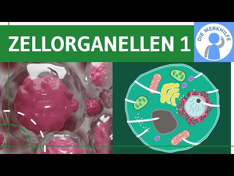 Zellorganellen & ihre Funktionen 1 - Zellkern, Ribosomen, Endoplasmatisches Retikulum ER - Zellbio @diemerkhilfe