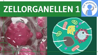 Zellorganellen & ihre Funktionen 1 - Zellkern, Ribosomen, Endoplasmatisches Retikulum ER - Zellbio