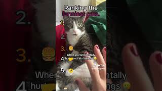 Ranking The Funniest Cats 😂 #cat #funnycats #funny #kitten #cutecat