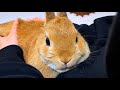 I Think She’s My Mom… 🐰❤️