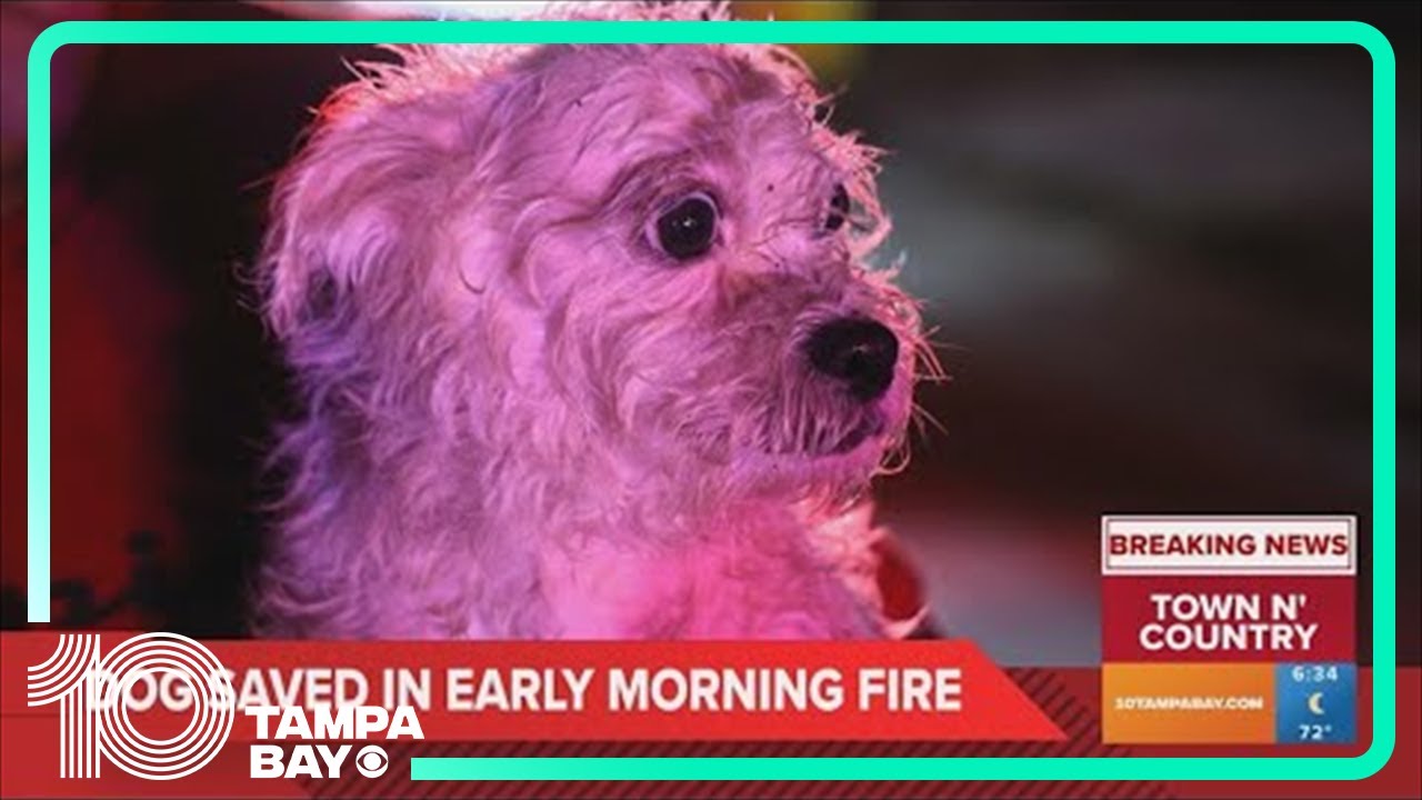 Dog rescued from house fire in Town N' Country - YouTube