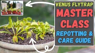 Repotting Venus Fly Traps From Walmart + Complete Beginner Venus Flytrap Care Guide (Updated 2023)