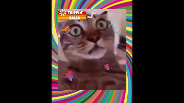 Catnip Trip! Psychedelic Cat #Shorts, #Funnyshorts, #Funnyanimals, #Funnycats
