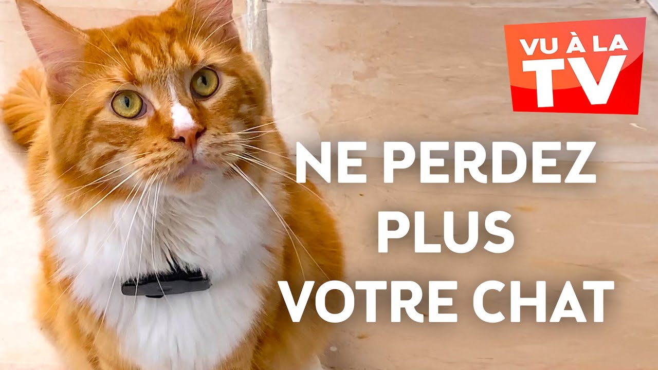 Géolocalisation de votre chat : Le Lookat de Localiz