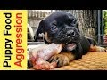 Food Aggression in Puppies & How I Deal with it