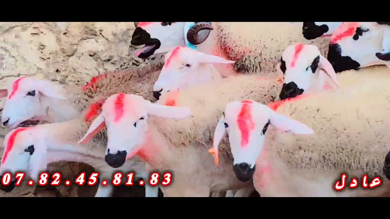 14 حولية ملكية للبيع + 3 فحولة انوك لي بغا شي حاجة مرحبا عند عادل 06.39.96.97.05