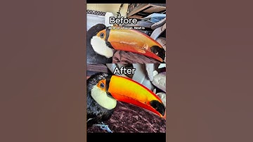 insane & relaxing toucan beak restoration rehab #animals #shorts #birds #asmr #restoration #rescue