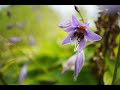 Miniature de la vidéo de la chanson Concerto En Ut Majeur : Lentement