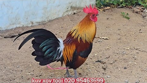 qaib dib f3 qua zoo heev thiab nraug tiag2 nyiam noog tau