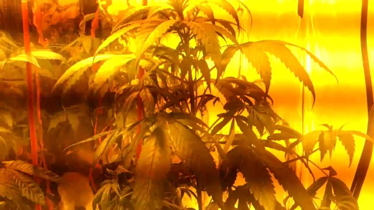 Growing weed with Miracle Grow