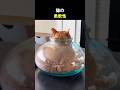 猫の柔軟性
