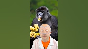 Why monkeys eat bananas