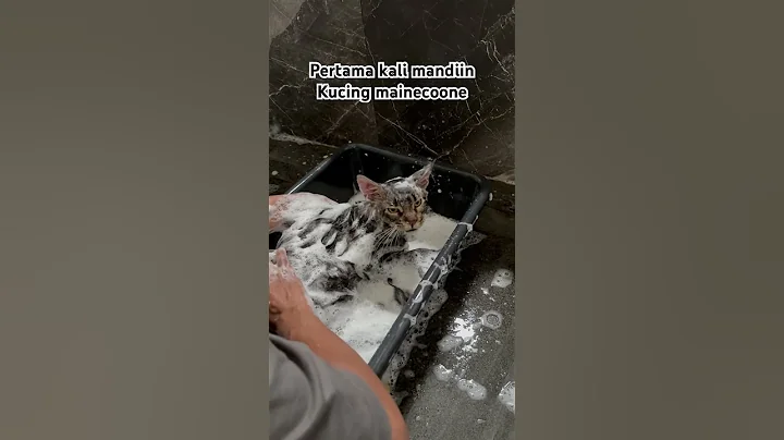 Video 8375321: mainecoon catlover kucing, mainecoon cat grooming