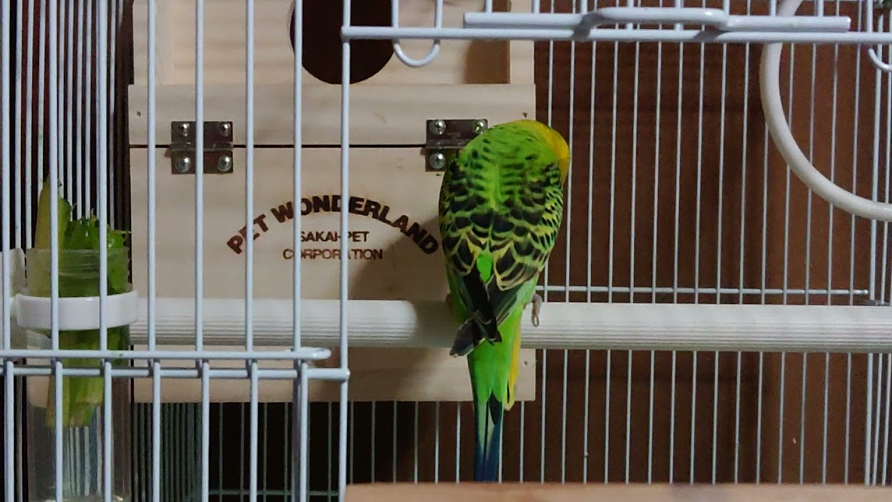 セキセイインコ 雛の鳴き声 Youtube