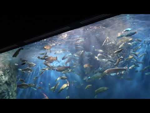 千歳水族館 大水槽の”エサ”やり｜LIB